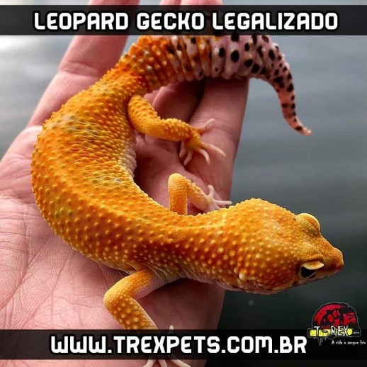 Leopard Gecko Legalizado Répteis