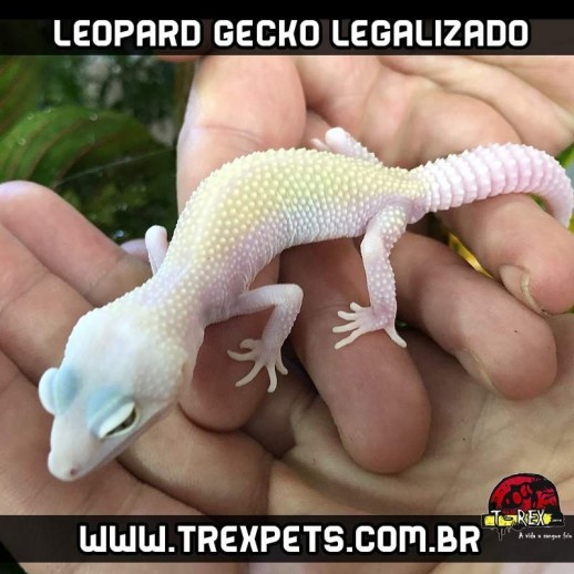 Leopard Gecko Legalizados