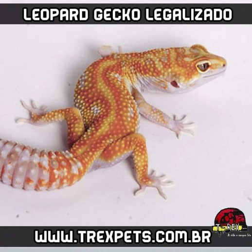 Leopard Gecko Lagartixa Leopardo