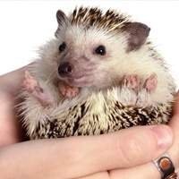 Encontre os melhores produtos para seu hedgehog na loja online da Hedgehogs Brasil