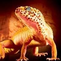 Kit Leopard Gecko