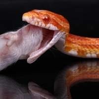 Alimento vivo e ratinhos congelados para cobras - uma dieta saudável para seu animal de estimação