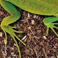 Substrato para Répteis - Melhores opções para o terrário de Iguanas, Jabutis e Dragão Barbudo