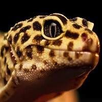 Venda de Leopard Geckos Legalizados | Lagartixa Leopardo