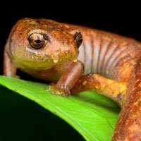 Anfíbios de Estimação Exclusivos - Salamandras, Sapos Pacman