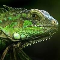 Kit Iguanas